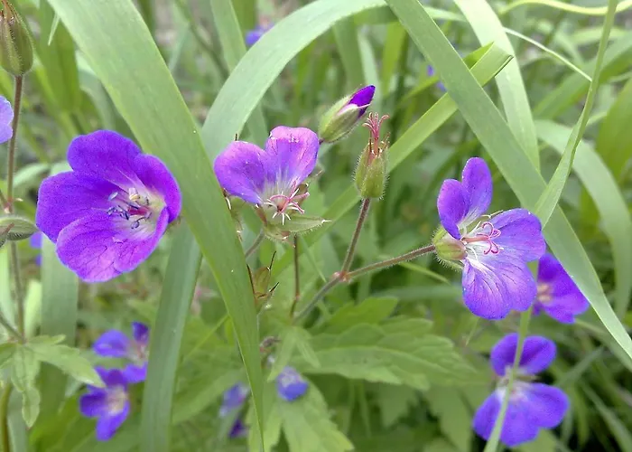 Athgarvan B&B B&B Athgarvan