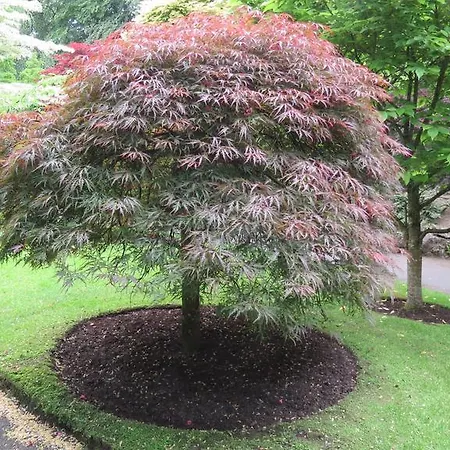 住宿加早餐酒店 阿斯加湾住宿加早餐旅馆 *
