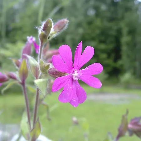 阿斯加湾住宿加早餐旅馆 * Athgarvan