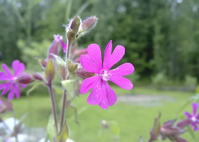 Athgarvan B&B * Athgarvan